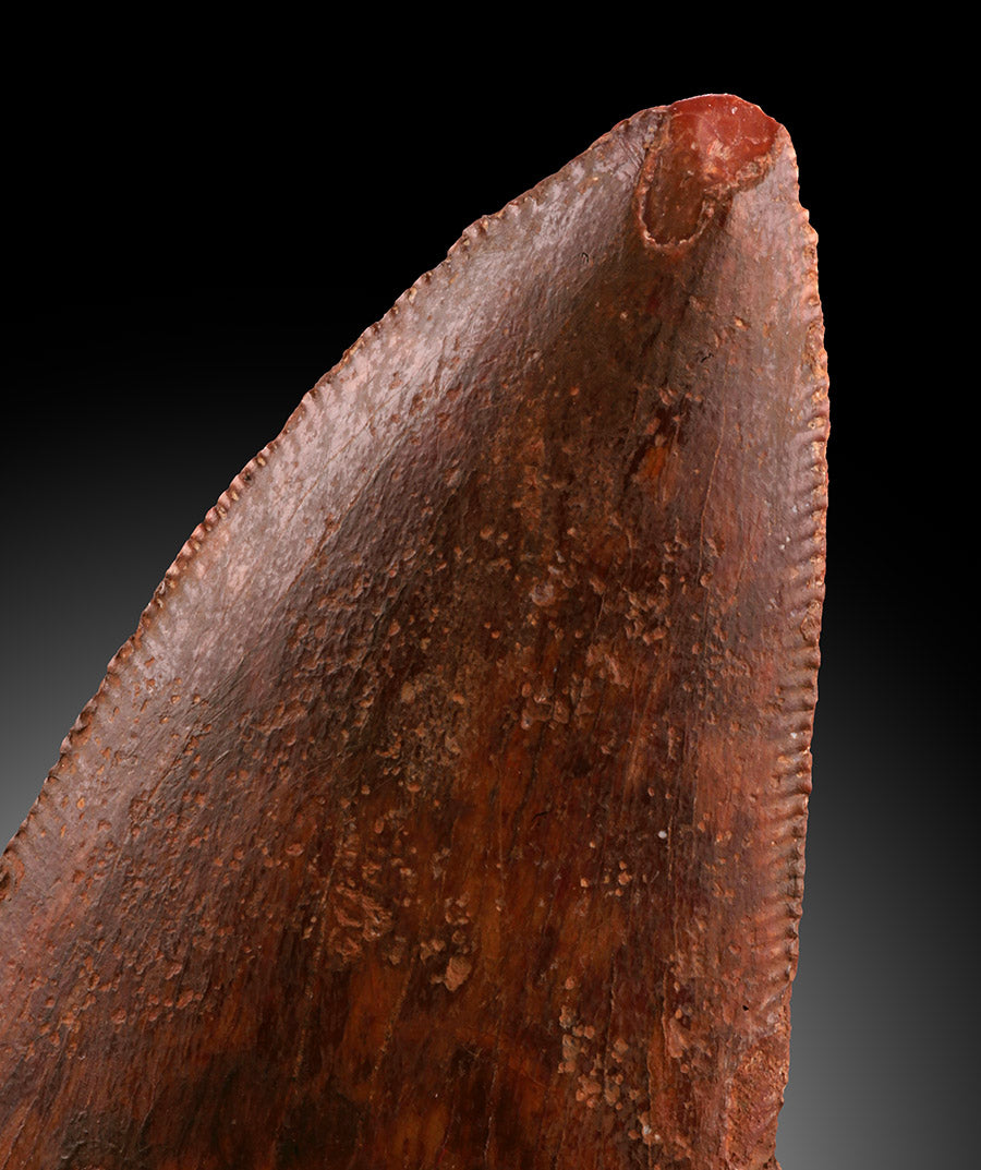 Cacharodontosaurus Tooth - Cretaceous, Morocco