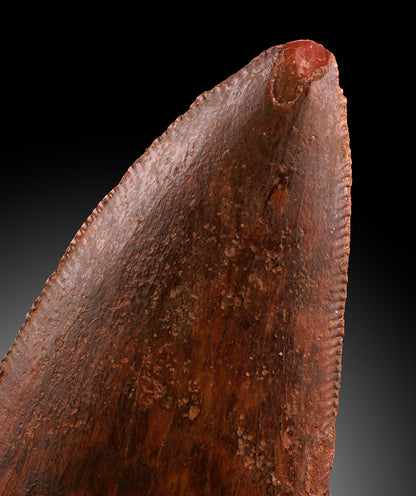 Cacharodontosaurus Tooth - Cretaceous, Morocco
