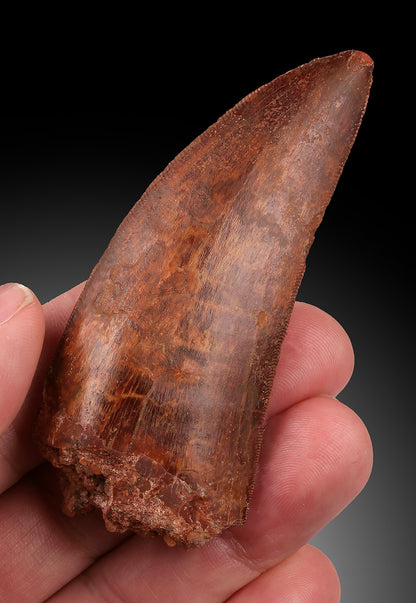 Cacharodontosaurus Tooth - Cretaceous, Morocco