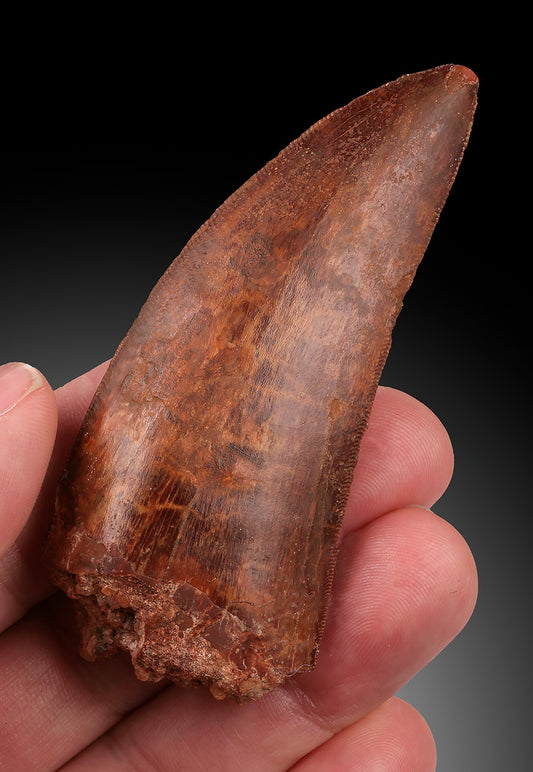 Cacharodontosaurus Tooth - Cretaceous, Morocco