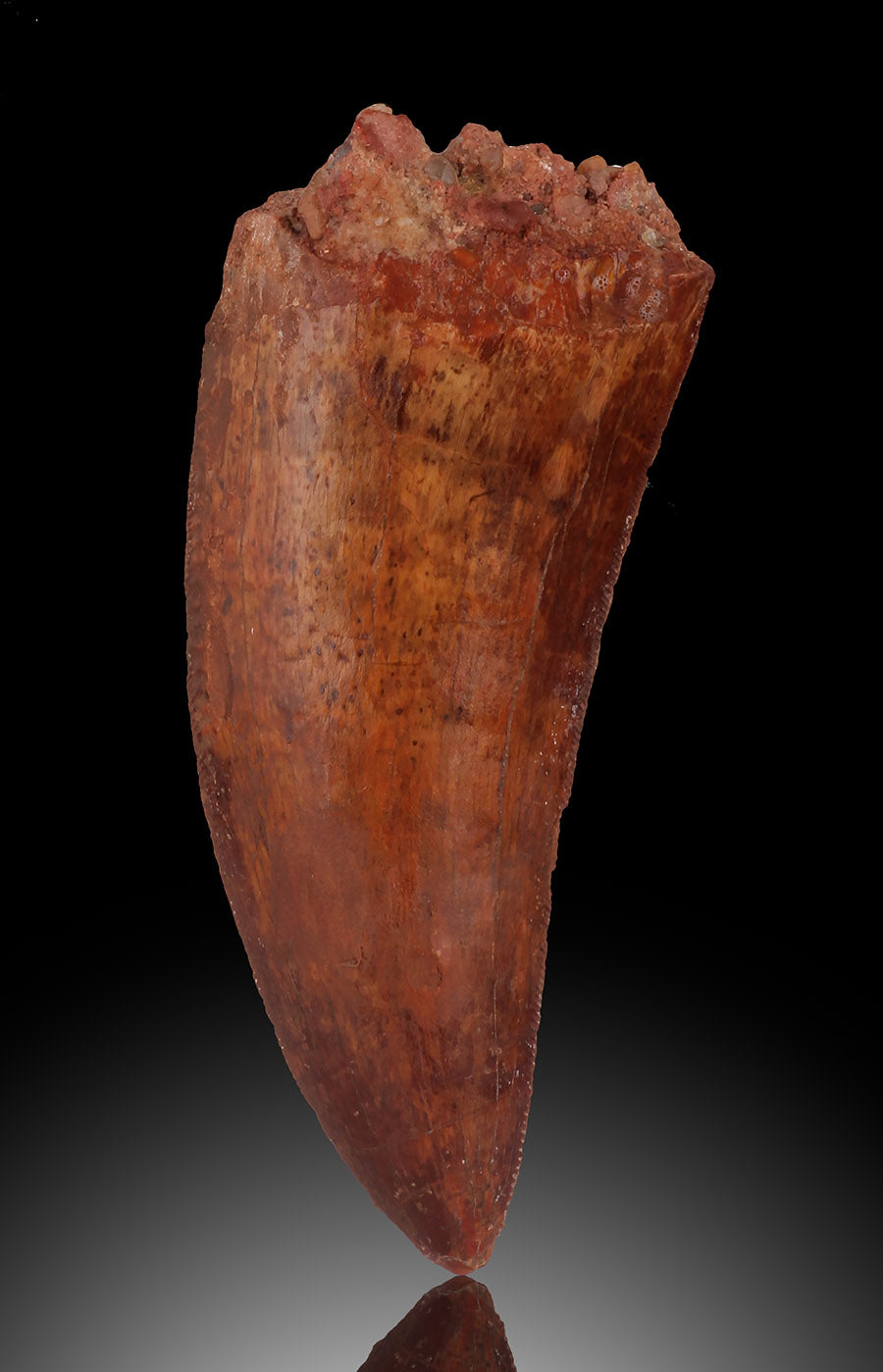 Cacharodontosaurus Tooth - Cretaceous, Morocco