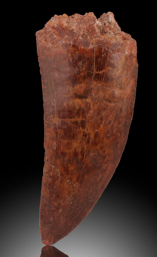 Cacharodontosaurus Tooth - Cretaceous, Morocco