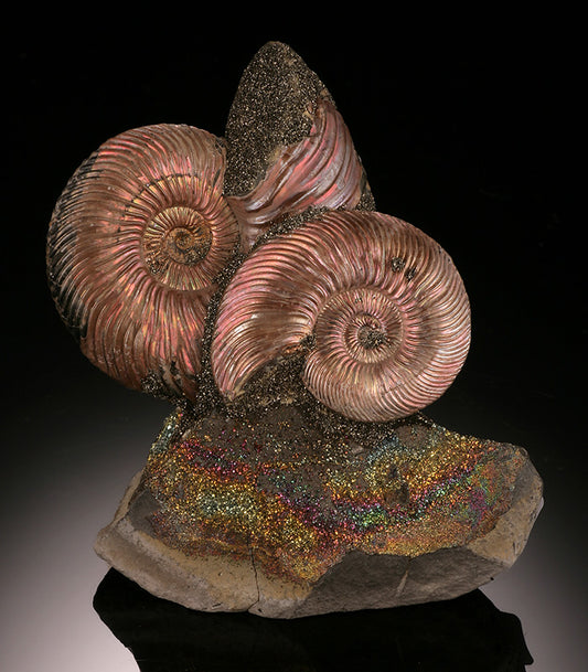 Iridescent Ammonites on Rainbow Pyrite (Concretion)