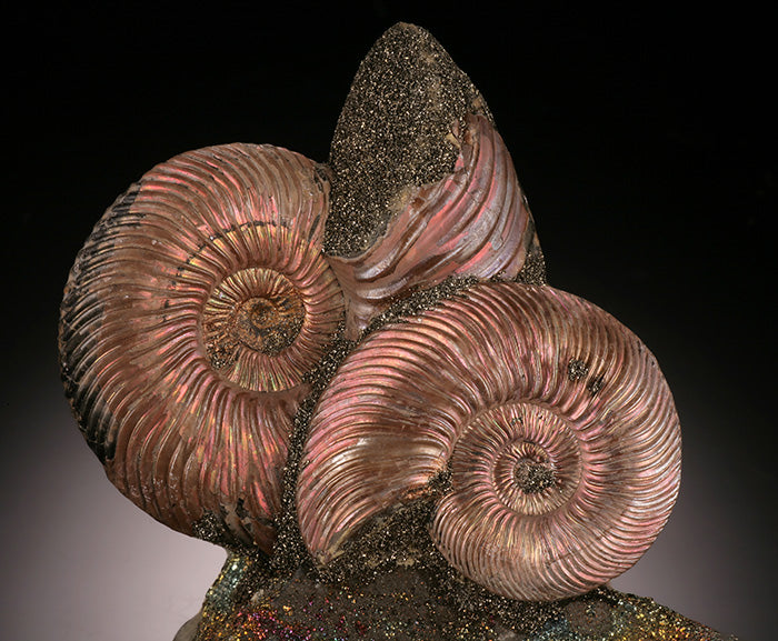 Iridescent Ammonites on Rainbow Pyrite (Concretion)