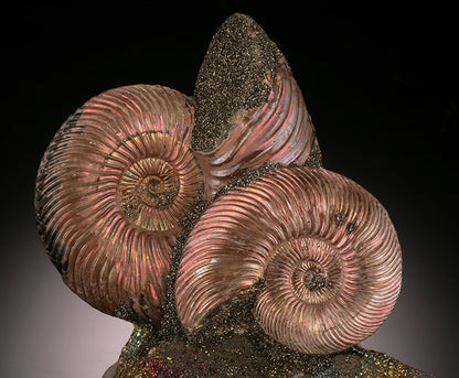 Iridescent Ammonites on Rainbow Pyrite (Concretion)