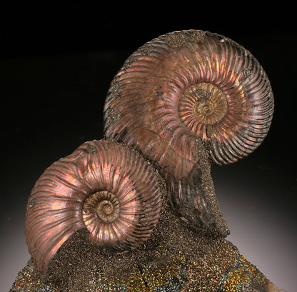 Iridescent Ammonite on Rainbow Pyrite (Concretion)