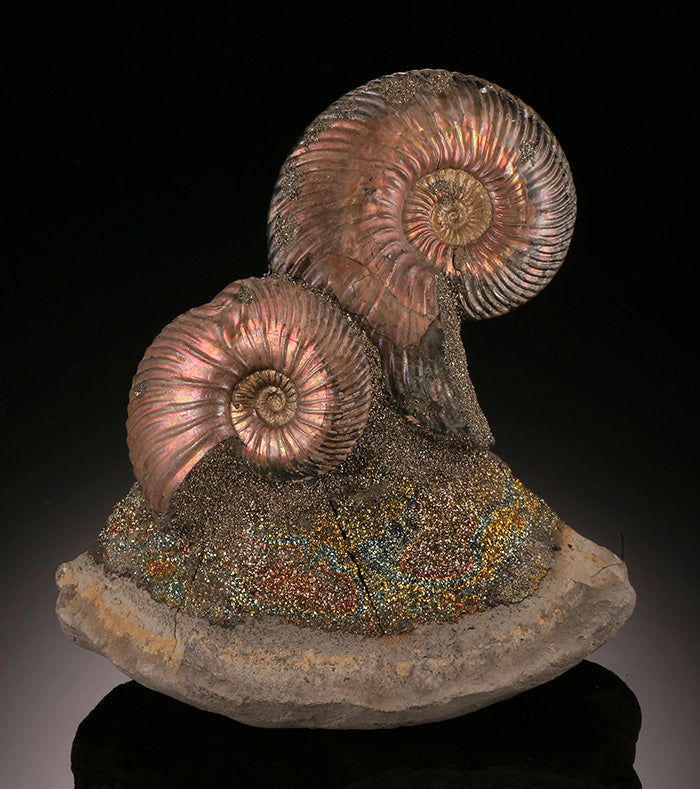 Iridescent Ammonite on Rainbow Pyrite (Concretion)