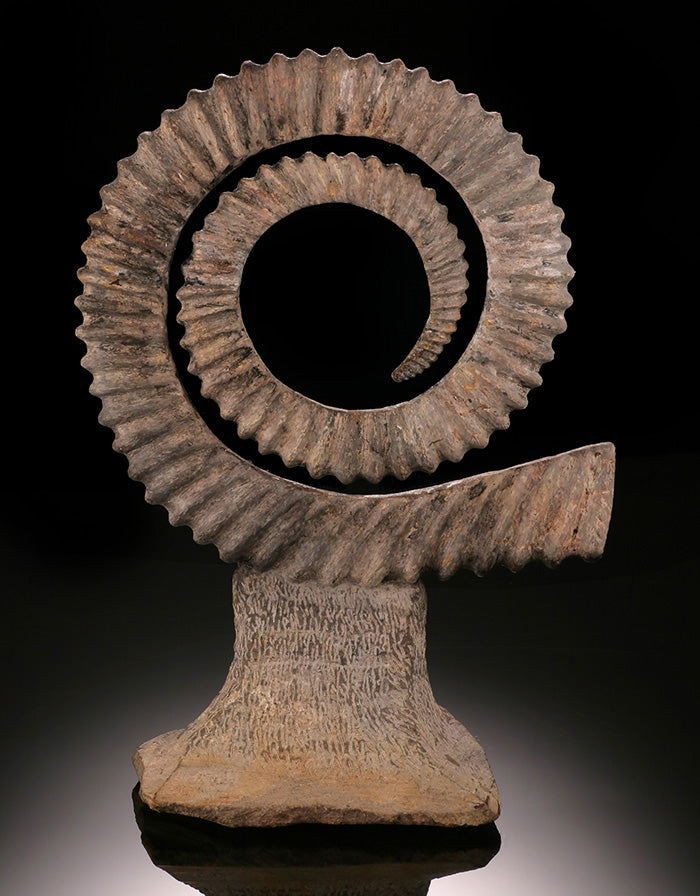 Uncoiled Ammonite - Anetoceras