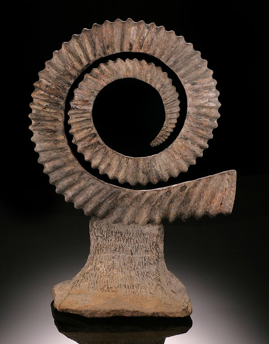 Uncoiled Ammonite - Anetoceras