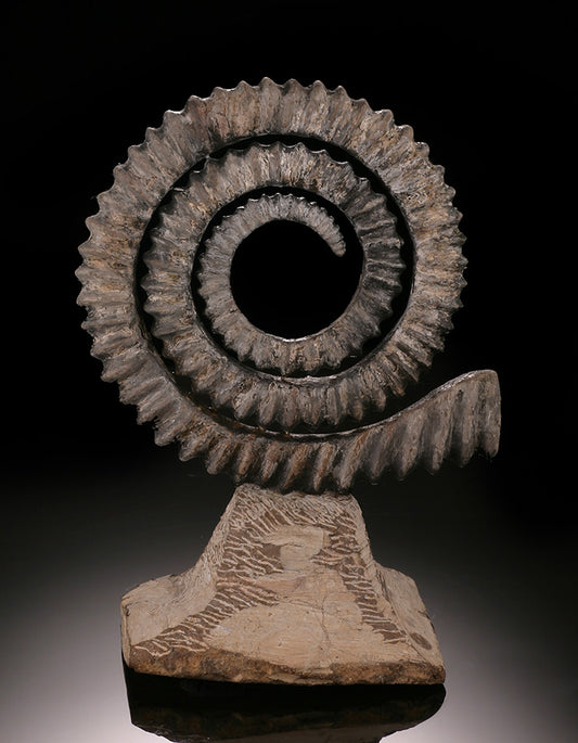 Anetoceras Sp. - Heteromorph Ammonite