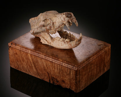 Ice Age Wolf Skull