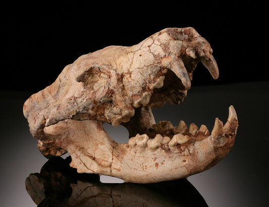 Ice Age Wolf Skull