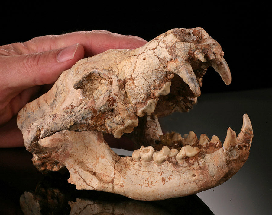 Ice Age Wolf Skull