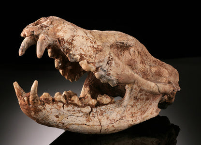 Ice Age Wolf Skull