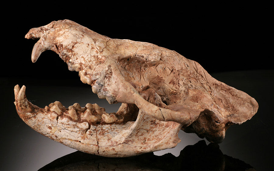 Ice Age Wolf Skull