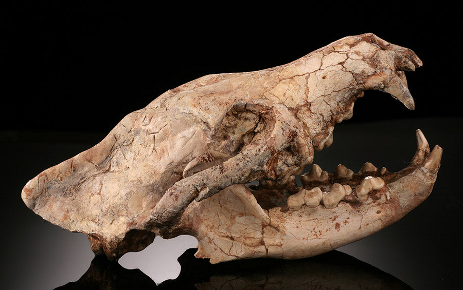 Ice Age Wolf Skull