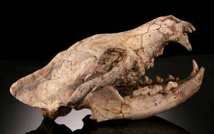 Ice Age Wolf Skull