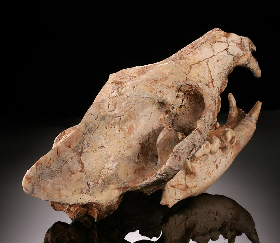 Ice Age Wolf Skull