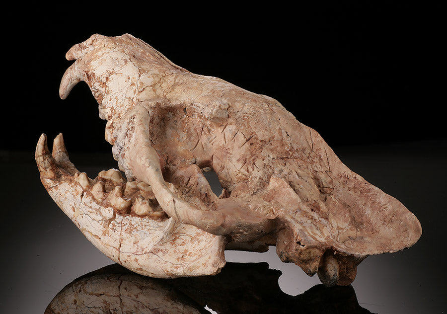 Ice Age Wolf Skull