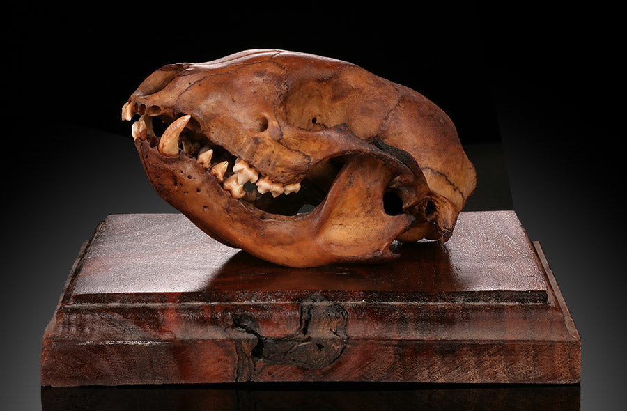 Ice Age Raccoon Skull