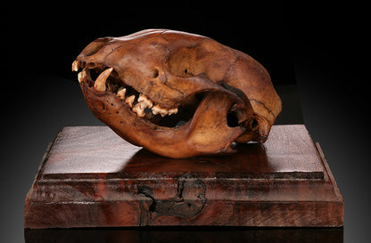 Ice Age Raccoon Skull