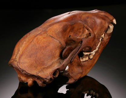 Ice Age Raccoon Skull