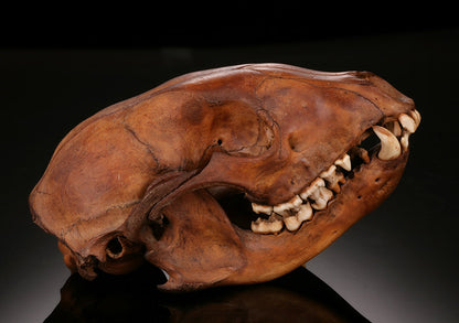 Ice Age Raccoon Skull
