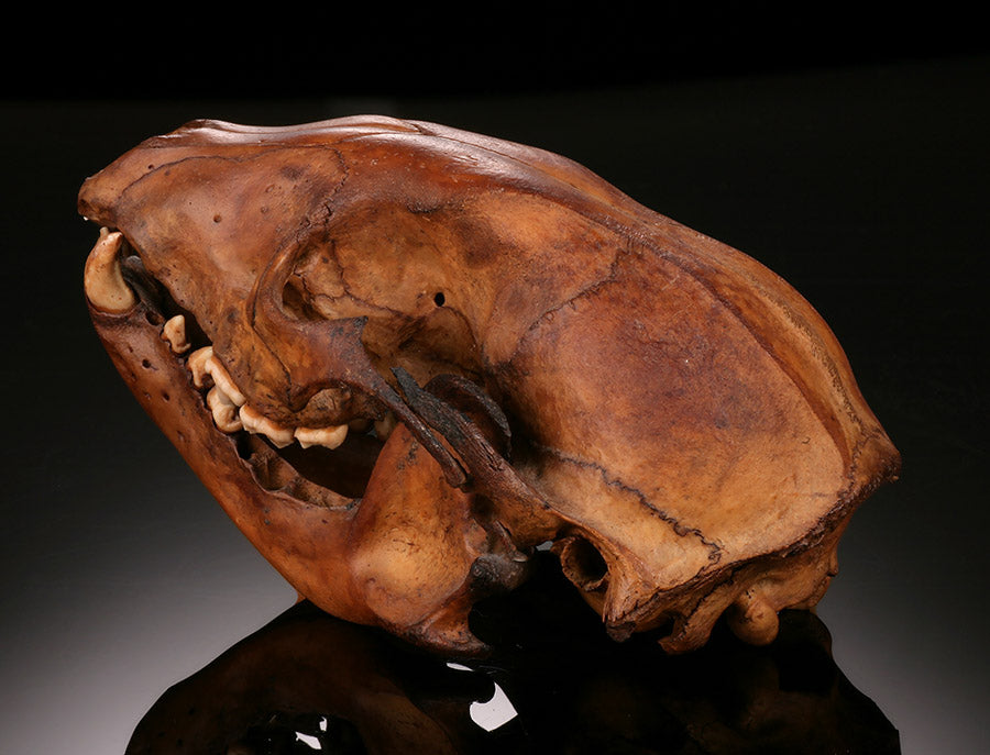 Ice Age Raccoon Skull