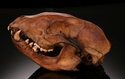 Ice Age Raccoon Skull