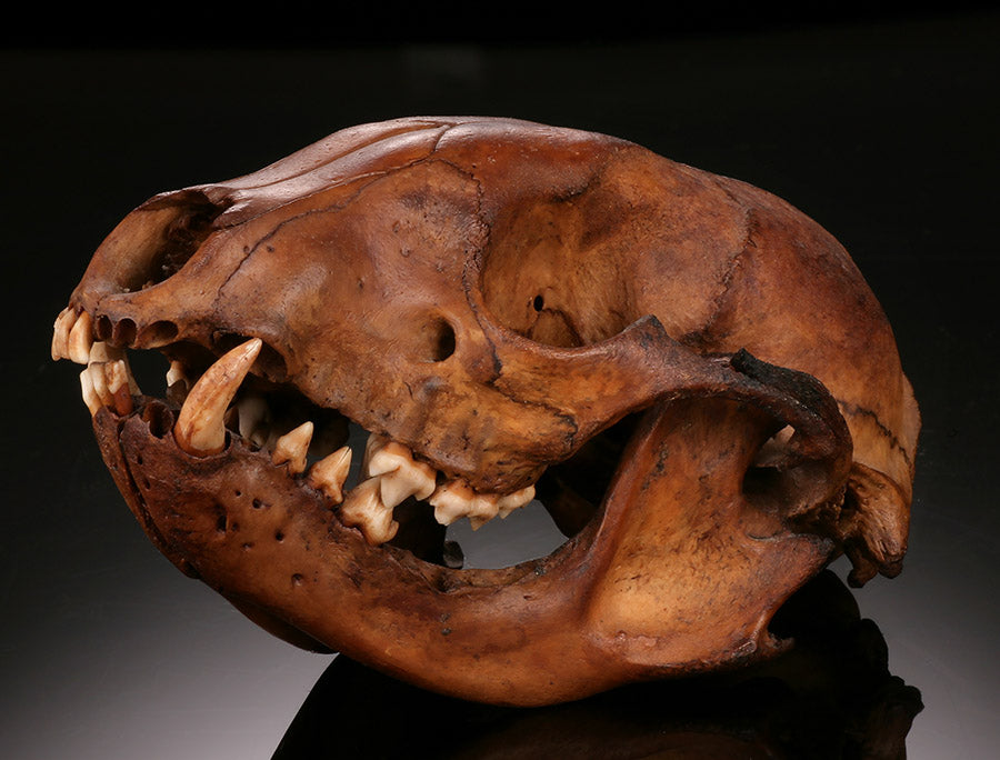 Ice Age Raccoon Skull