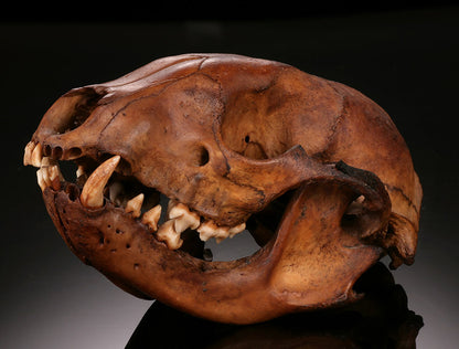 Ice Age Raccoon Skull