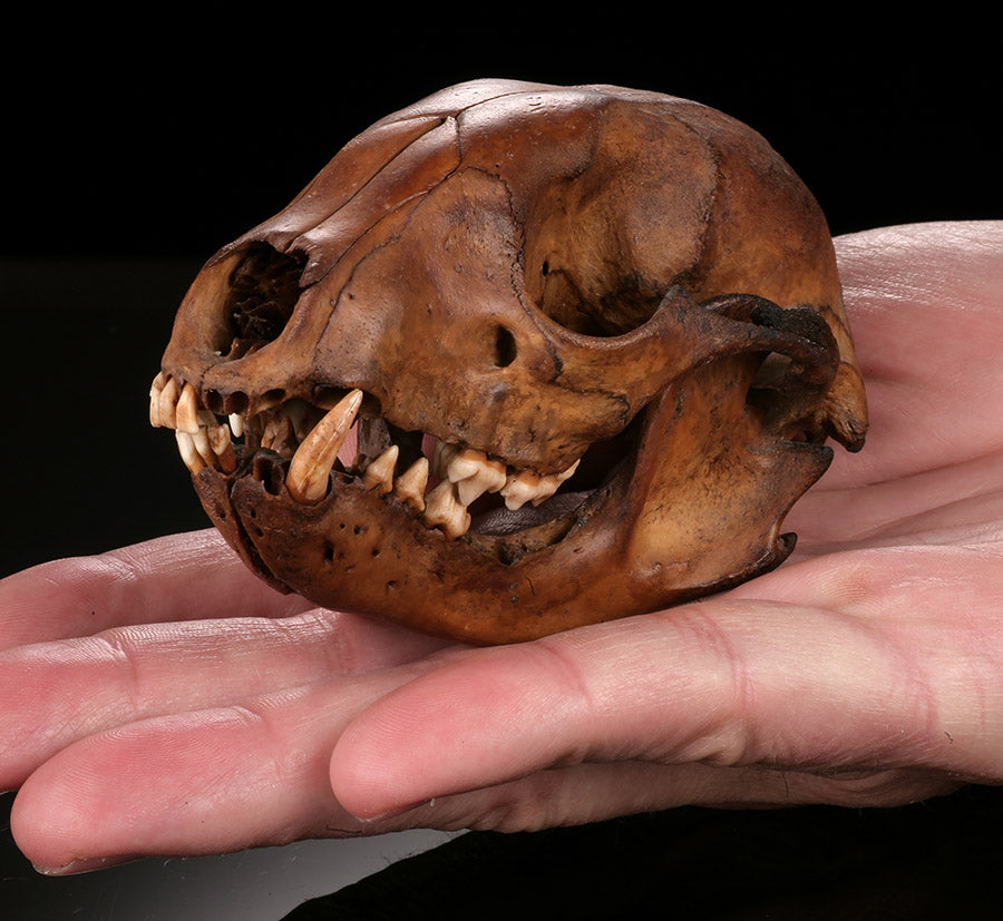 Ice Age Raccoon Skull