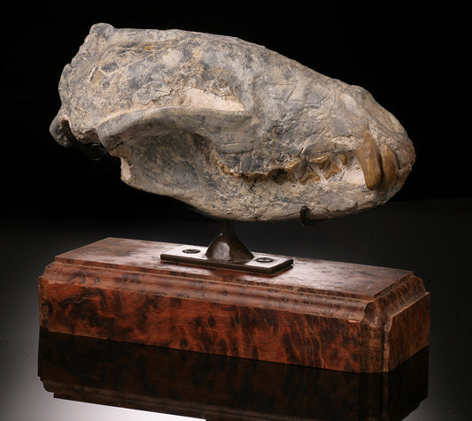 Hyaenodon Skull (Hyaenodon cruentus)
