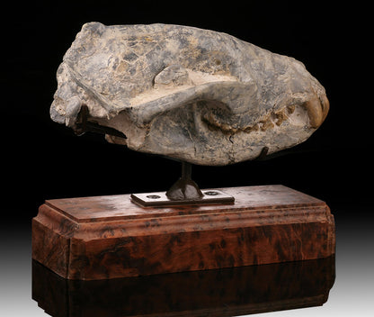 Hyaenodon Skull (Hyaenodon cruentus)