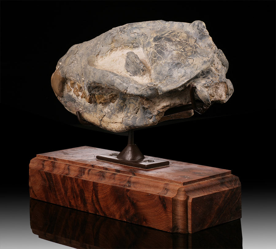 Hyaenodon Skull (Hyaenodon cruentus)