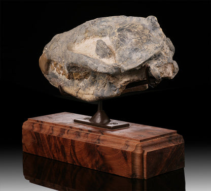 Hyaenodon Skull (Hyaenodon cruentus)