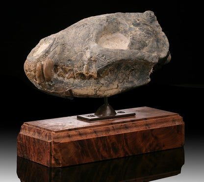 Hyaenodon Skull (Hyaenodon cruentus)