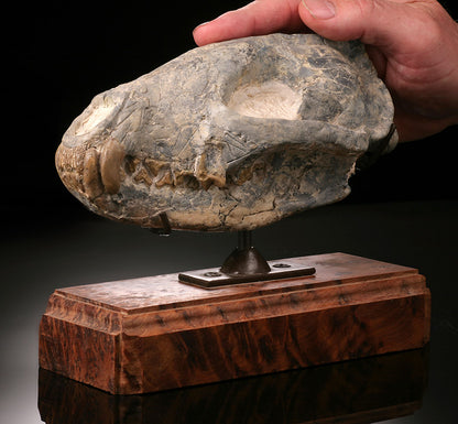 Hyaenodon Skull (Hyaenodon cruentus)