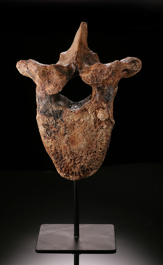 Woolly Mammoth Vertebra