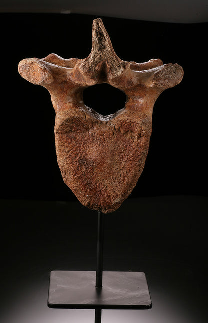 Woolly Mammoth Vertebra