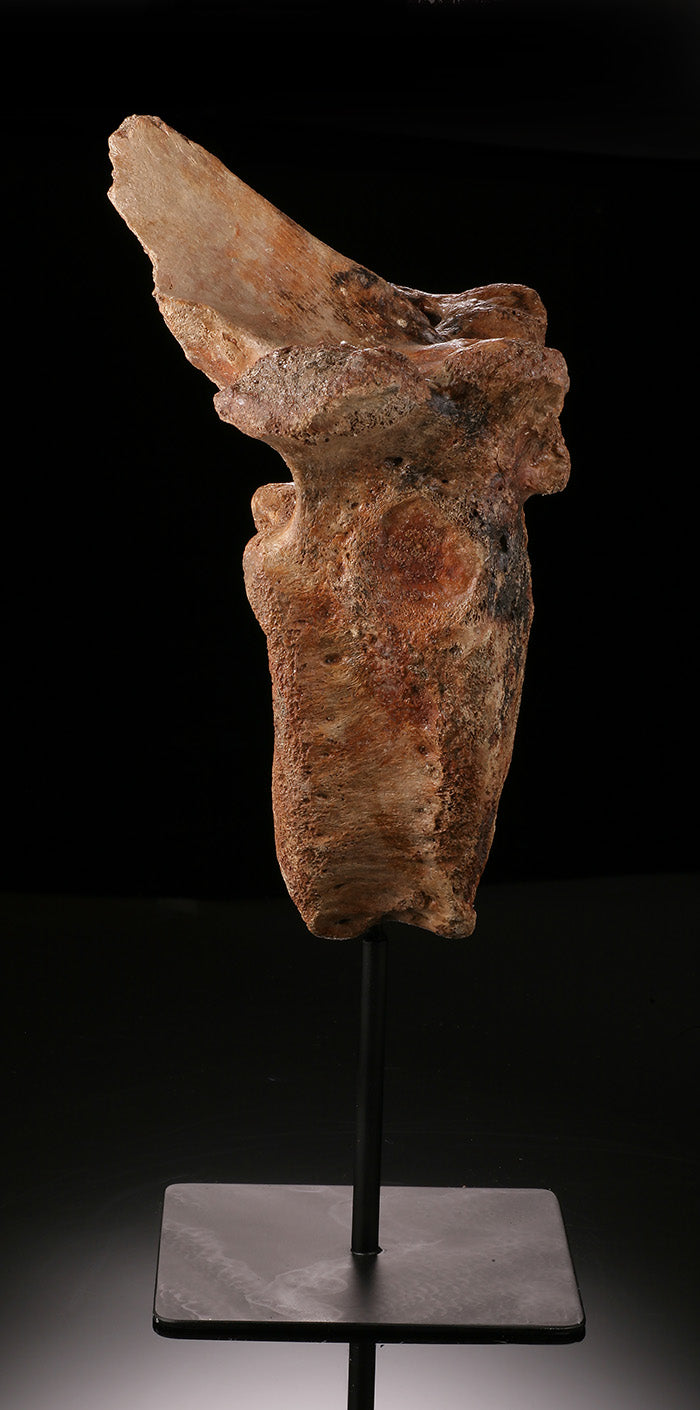 Woolly Mammoth Vertebra