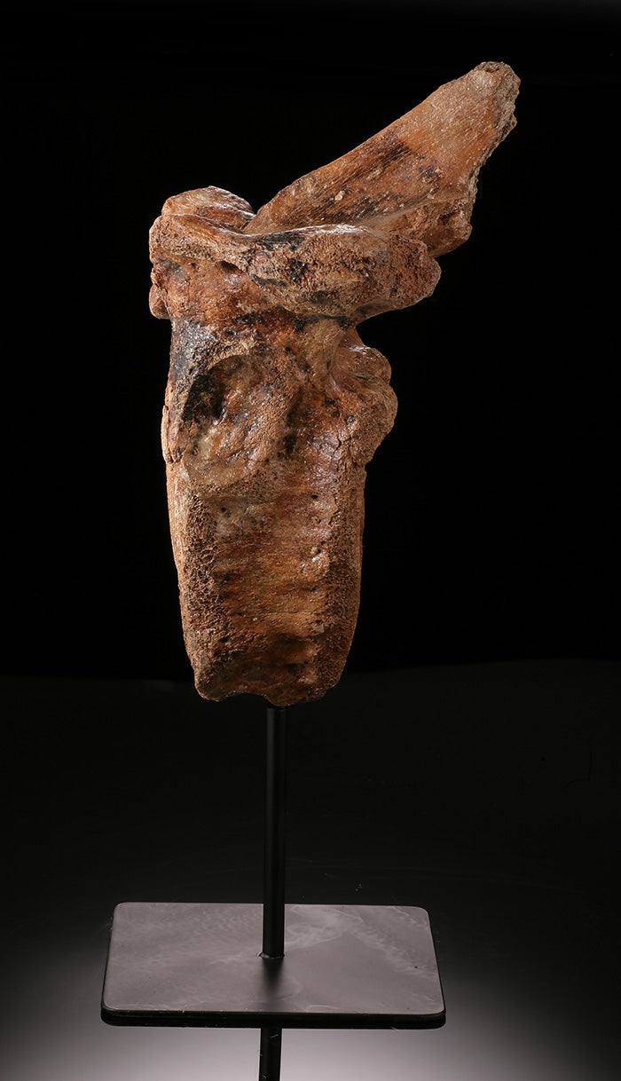 Woolly Mammoth Vertebra