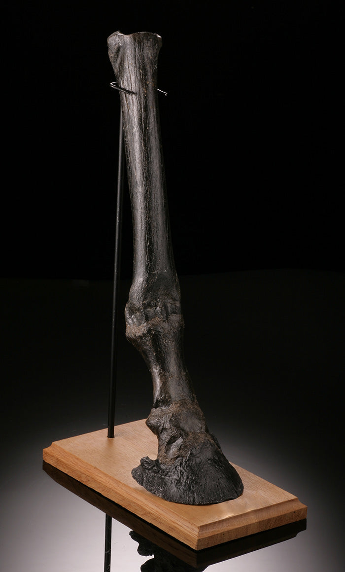 Ice Age Horse Leg
