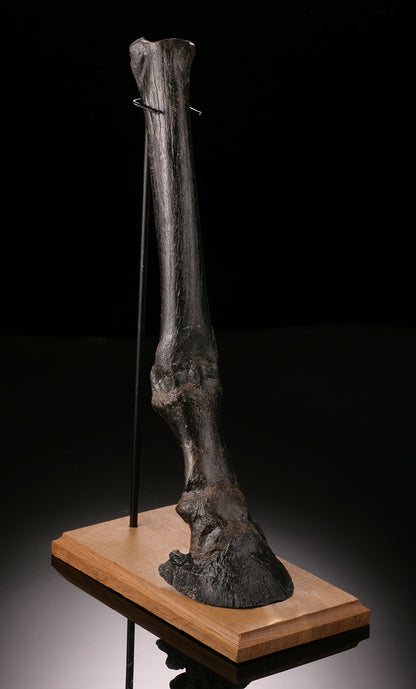 Ice Age Horse Leg