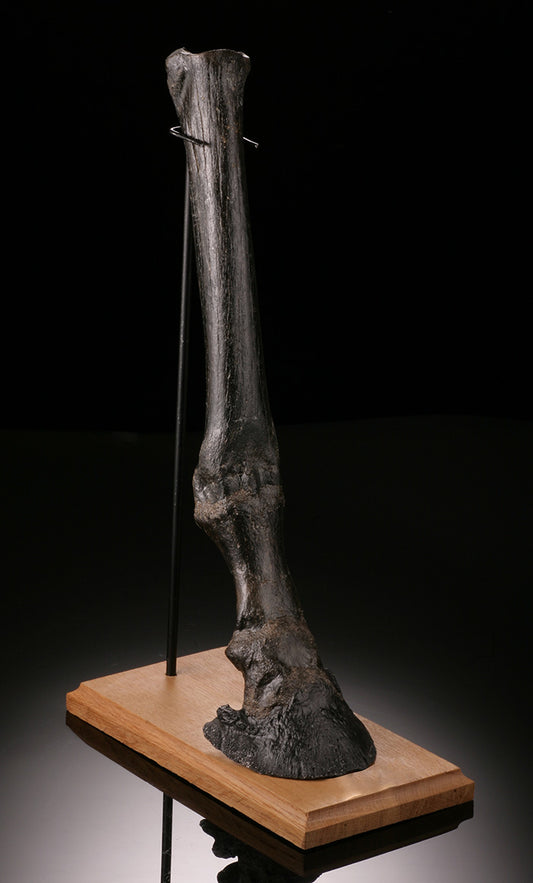 Ice Age Horse Leg