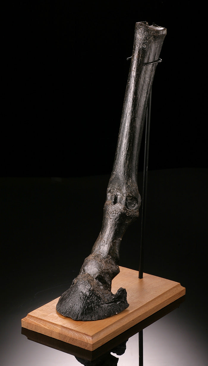 Ice Age Horse Leg