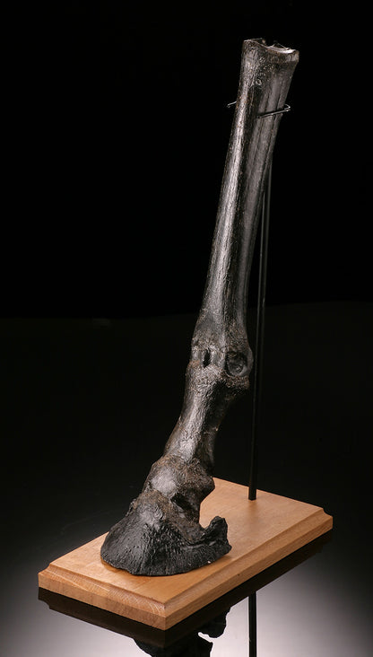 Ice Age Horse Leg