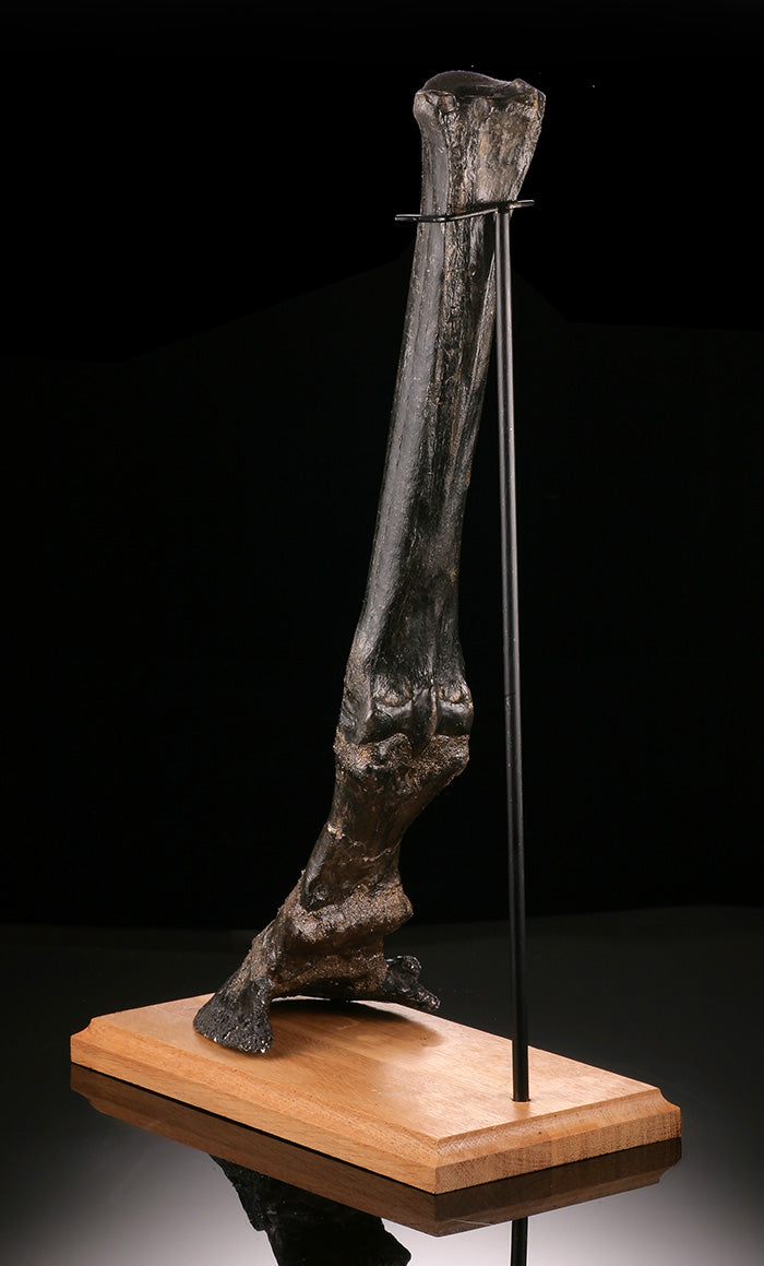 Ice Age Horse Leg