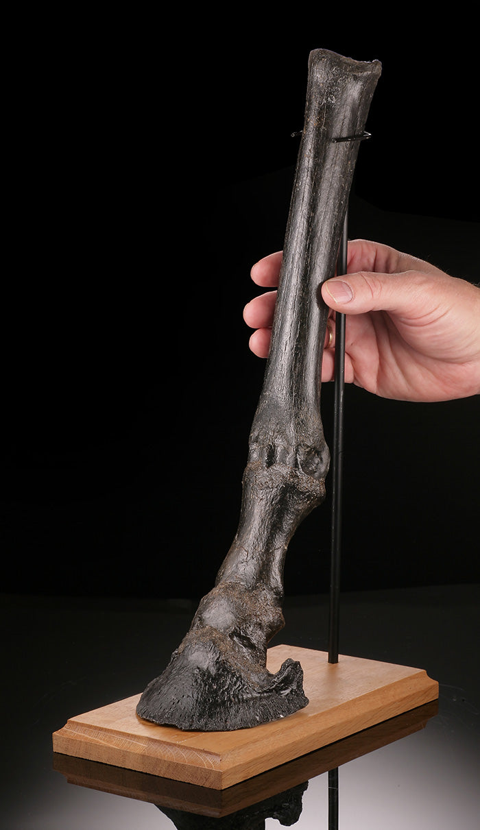 Ice Age Horse Leg