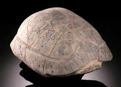 Oligocene Turtle Shell (Badlands) - Testudo thompsoni